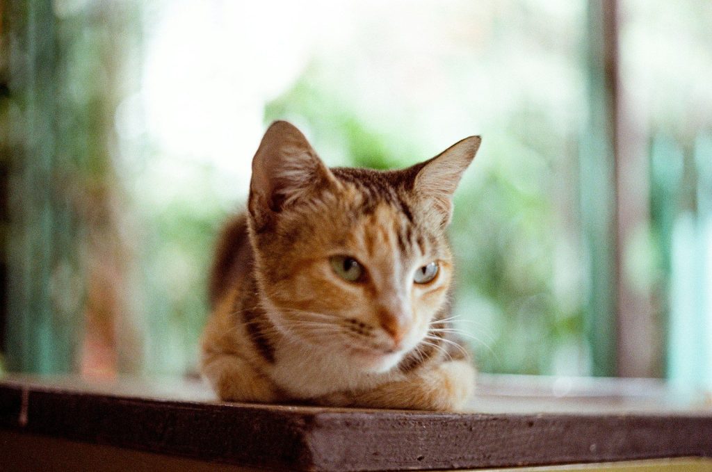 a cat sitting on top of a wooden table