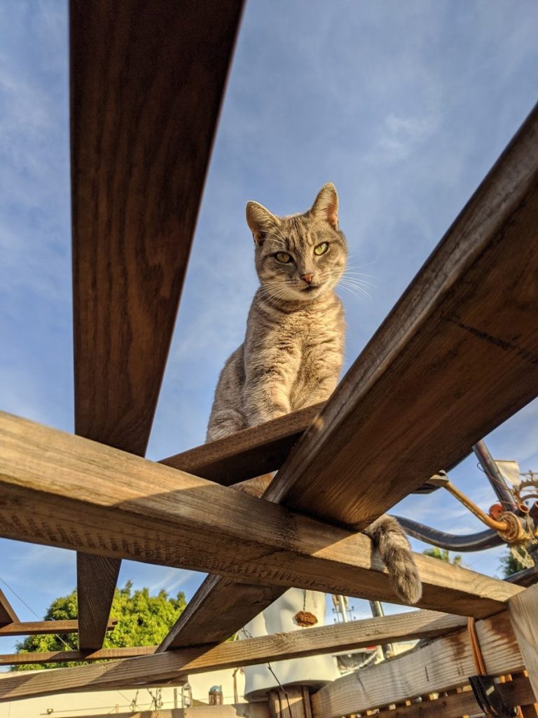 low-angle photo of tabby cat on wood slab