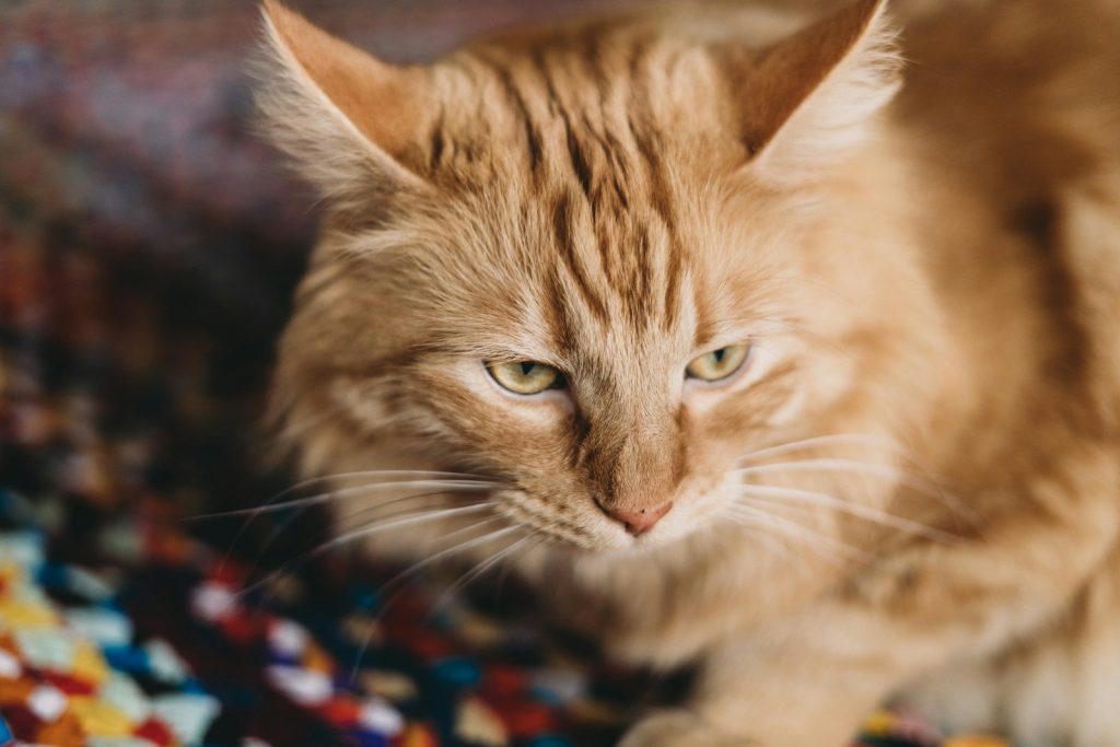 a close up of a cat laying on a rug