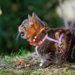 a cat with a collar and leash sitting in the grass