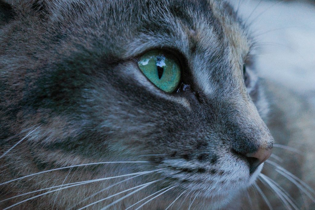 Close-up of a gray tabby cat's face