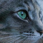 Close-up of a gray tabby cat's face