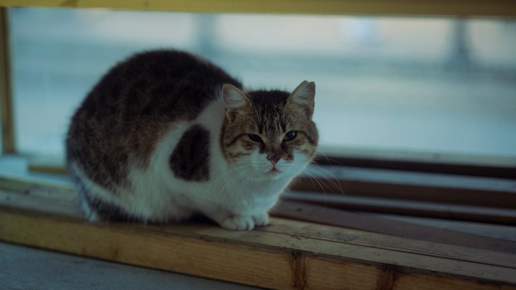 A tabby and white cat sits on a wooden surface.