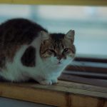 A tabby and white cat sits on a wooden surface.