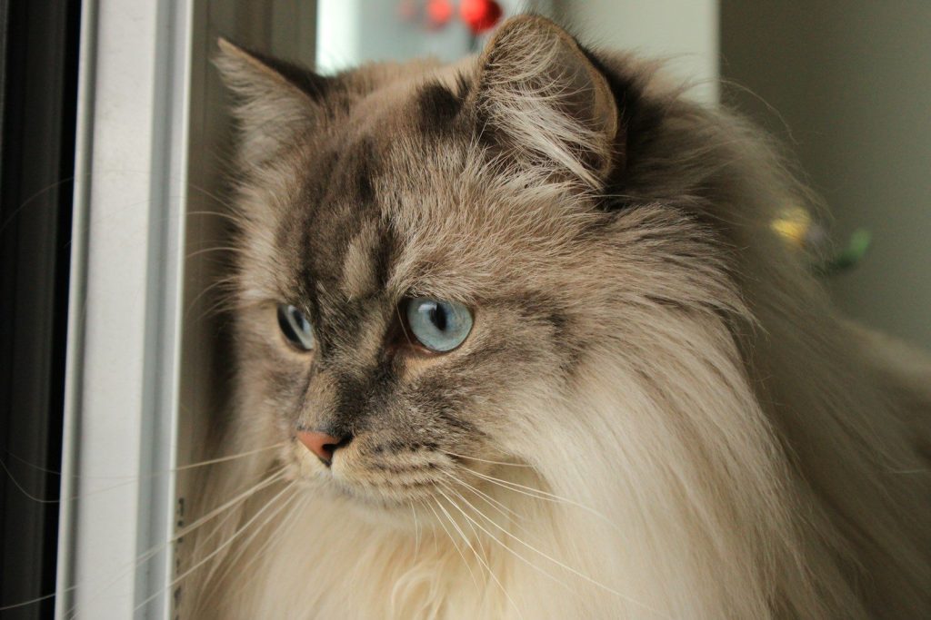 A beautiful cat gazes outward with piercing eyes.