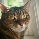 A tabby cat sits near a window