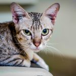 brown tabby cat on white textile