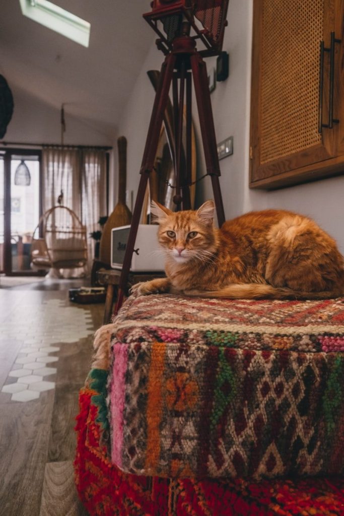 An orange cat sitting on top of a bed