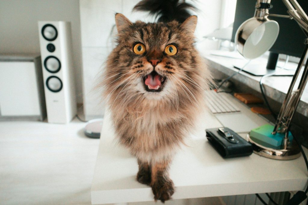 a cat sitting on a desk