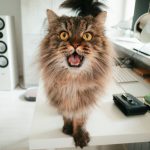 a cat sitting on a desk