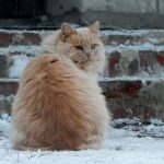 orange tabby cat on white snow