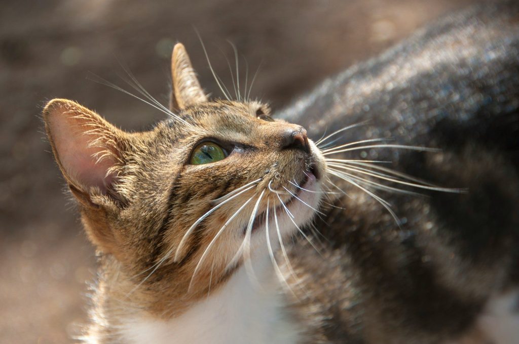calico cat
