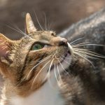 calico cat