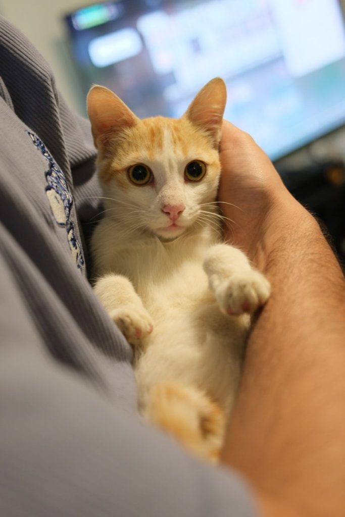 A person holding a white and orange kitten.