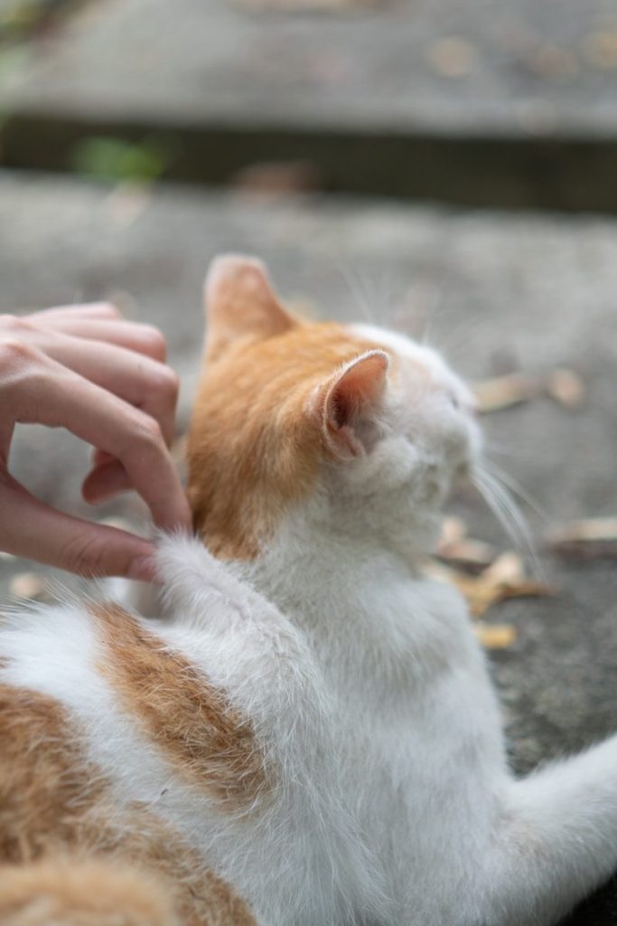 a person petting an orange and white cat