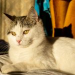 a white cat laying on top of a bed