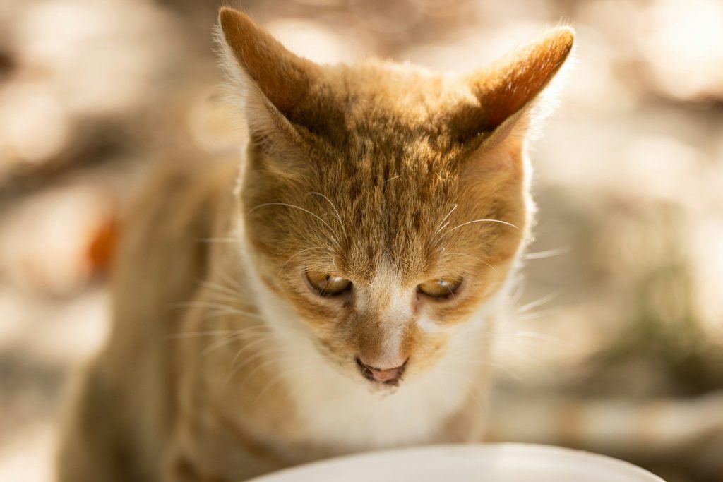 a close up of a cat near a bowl