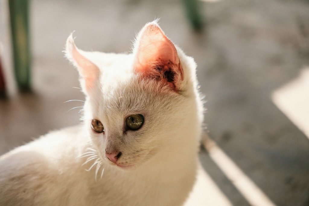 A white cat with green eyes looks to the side.