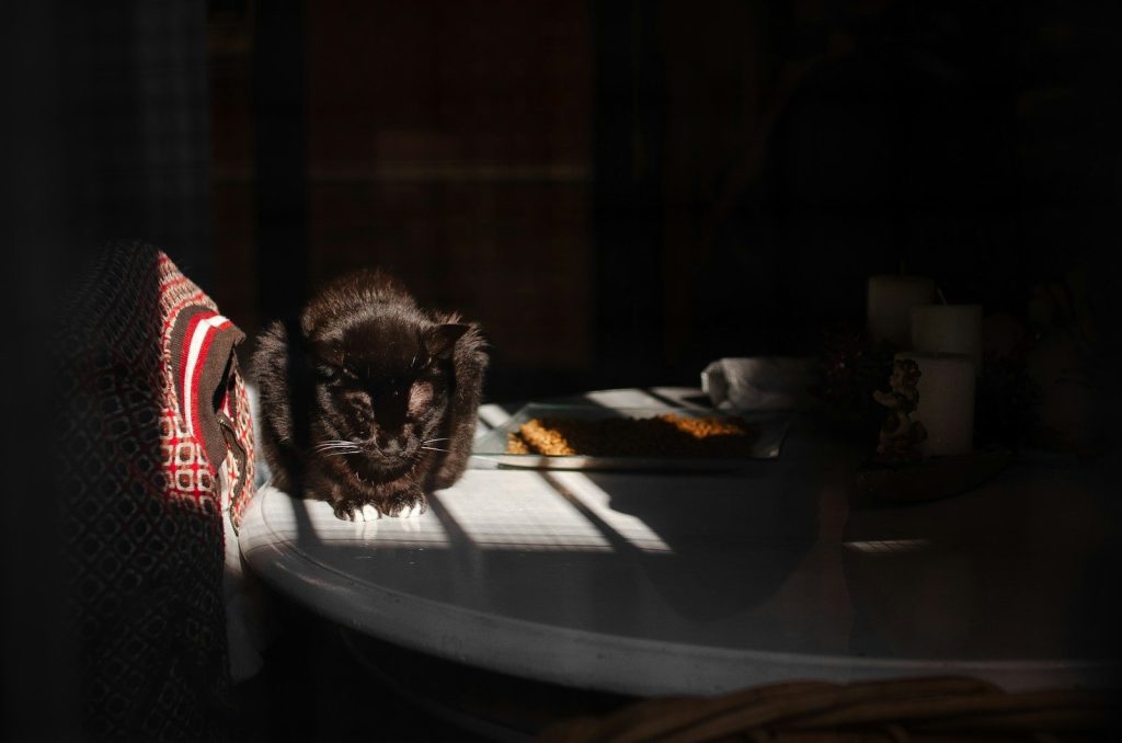 a black cat sitting on top of a white table