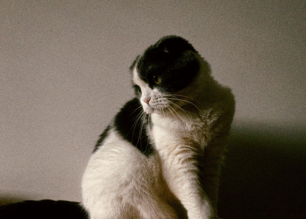 a black and white cat sitting on top of a bed