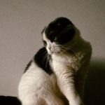a black and white cat sitting on top of a bed