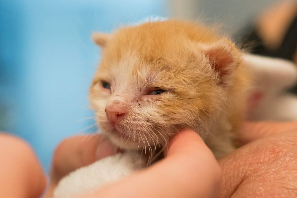 person holding orange kitten