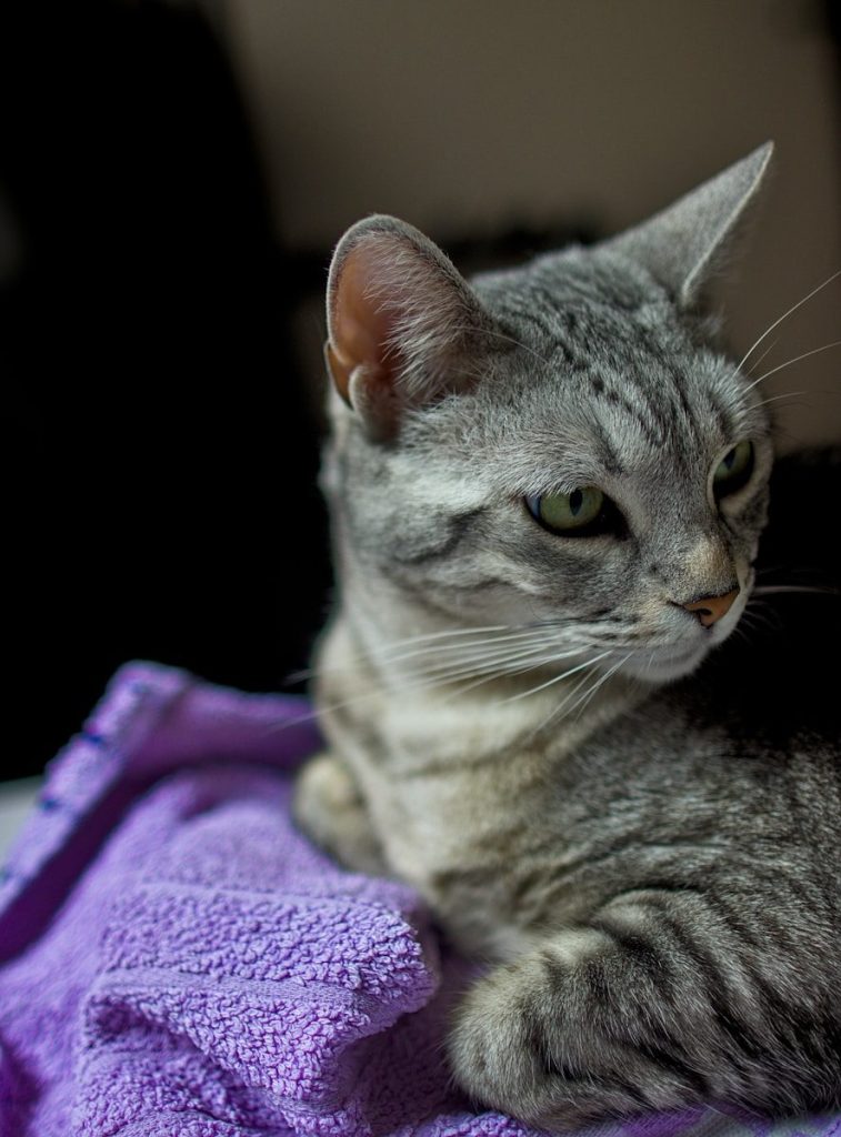 A cat laying on top of a purple towel