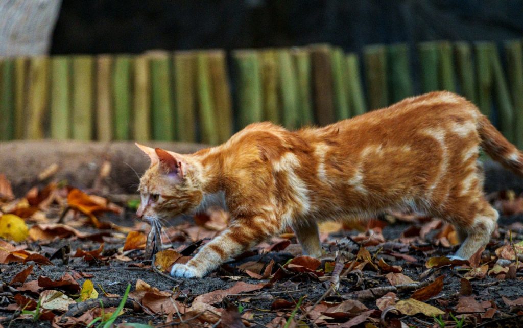 An orange tabby cat walks through fallen autumn leaves.