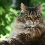 long-furred brown cat