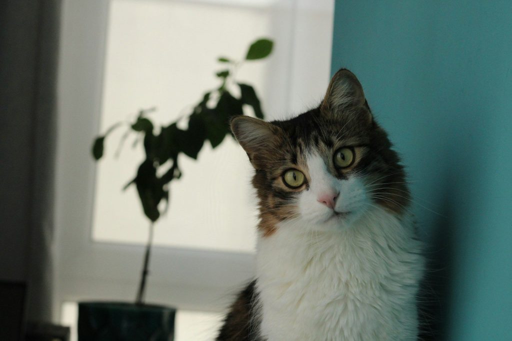 A cat gazes intently near a small plant.