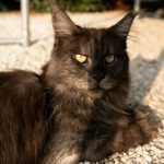 a black cat with yellow eyes sitting on gravel