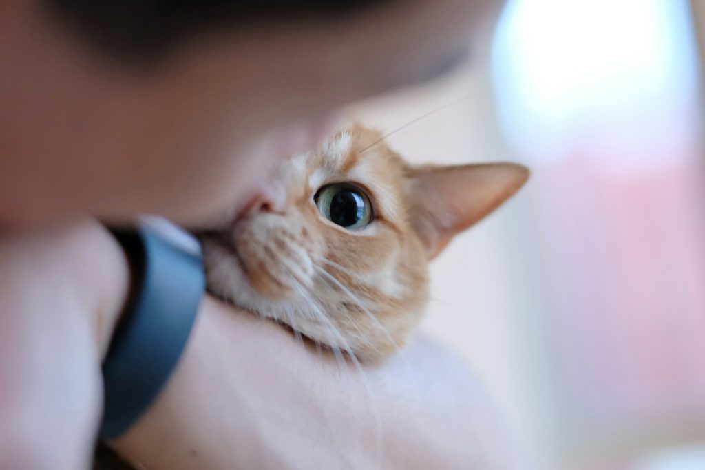 Orange cat peeking around a person's arm
