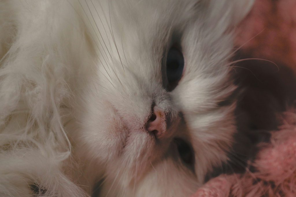 A fluffy white cat is resting peacefully.