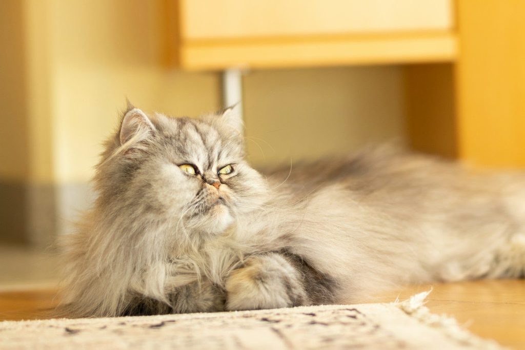 gray and white long fur cat lying on white and black textile