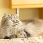 gray and white long fur cat lying on white and black textile
