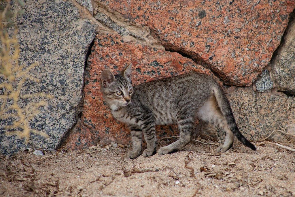 brown tabby cat