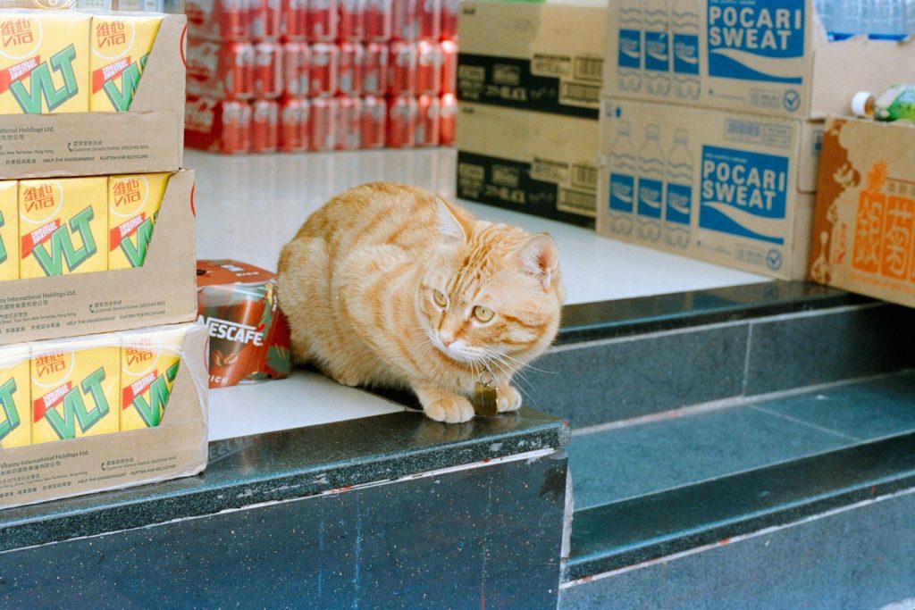 An orange tabby cat sits on steps near merchandise.