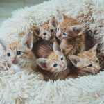 orange tabby kitten on white fur textile