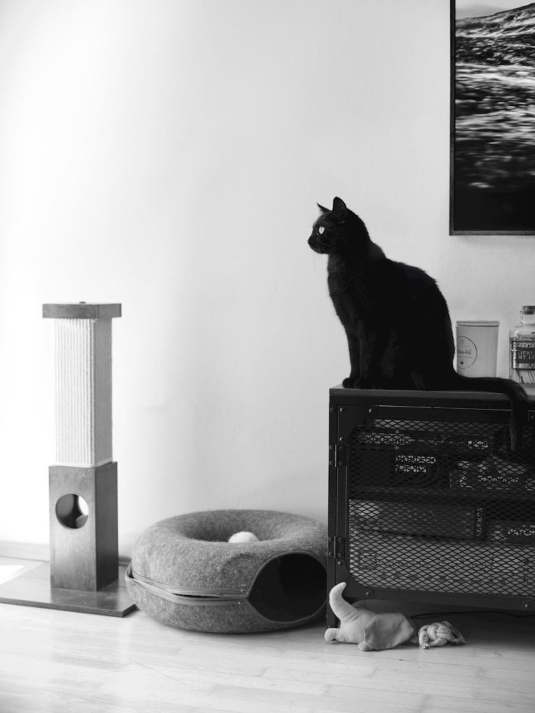 Black cat sits on furniture near cat tree.