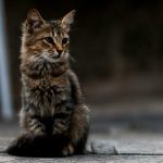 gray tabby cat on gray surface