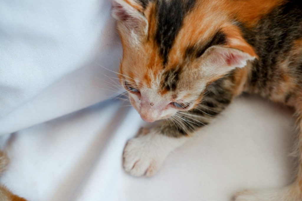 orange and black tabby cat