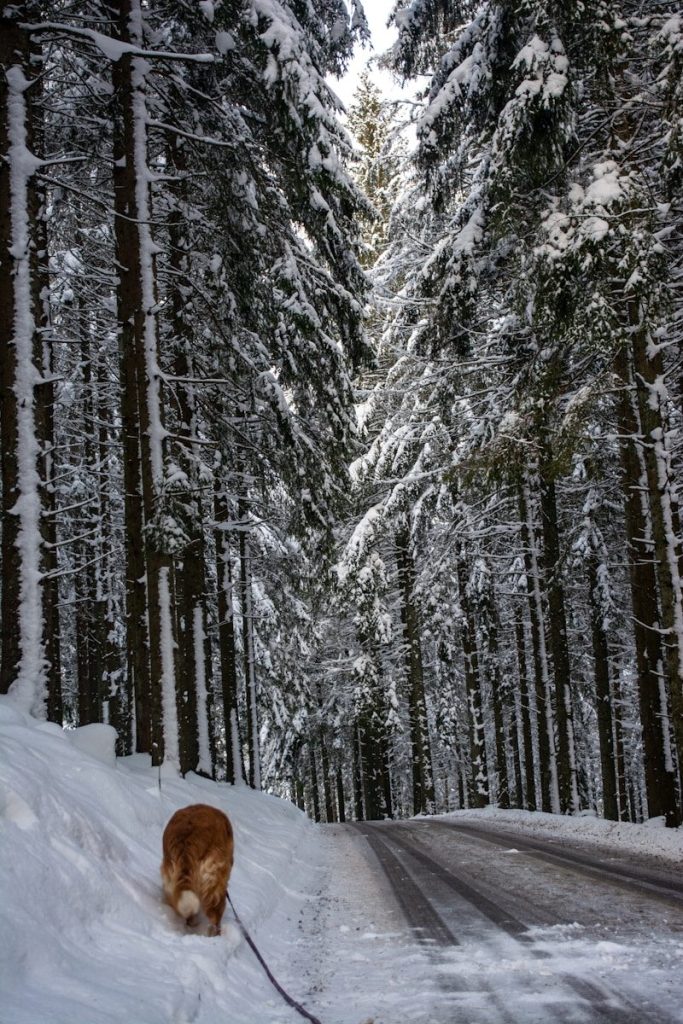 A dog walks down a snowy forest road.