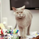 a gray cat standing on top of a desk