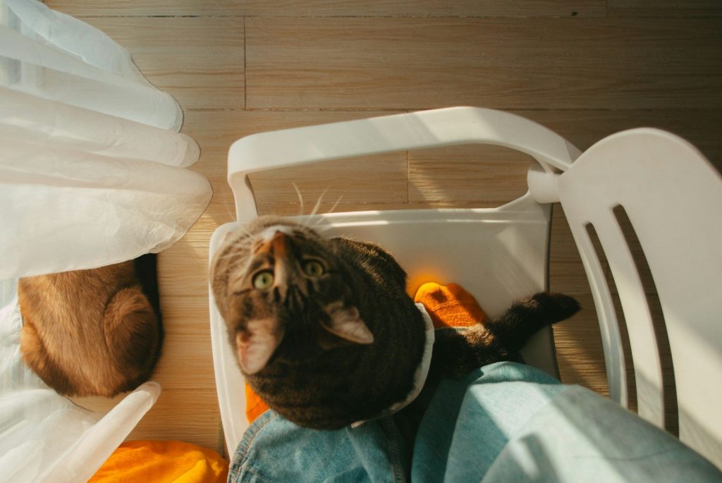 a cat sitting in a chair next to another cat