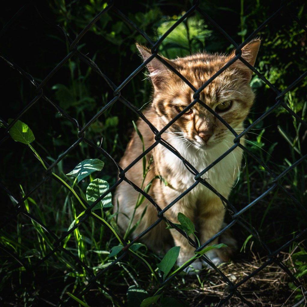 brown and white cat on green grass