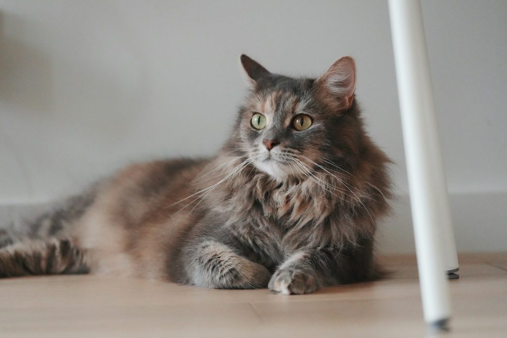 A long-haired cat rests on a wooden floor.