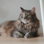 A long-haired cat rests on a wooden floor.