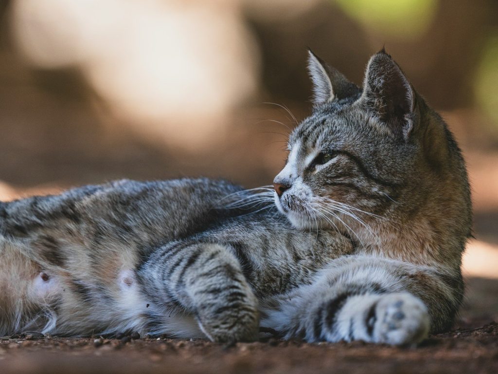 A relaxed tabby cat is lounging outside.