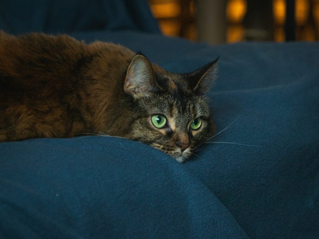 A cat laying on top of a blue blanket