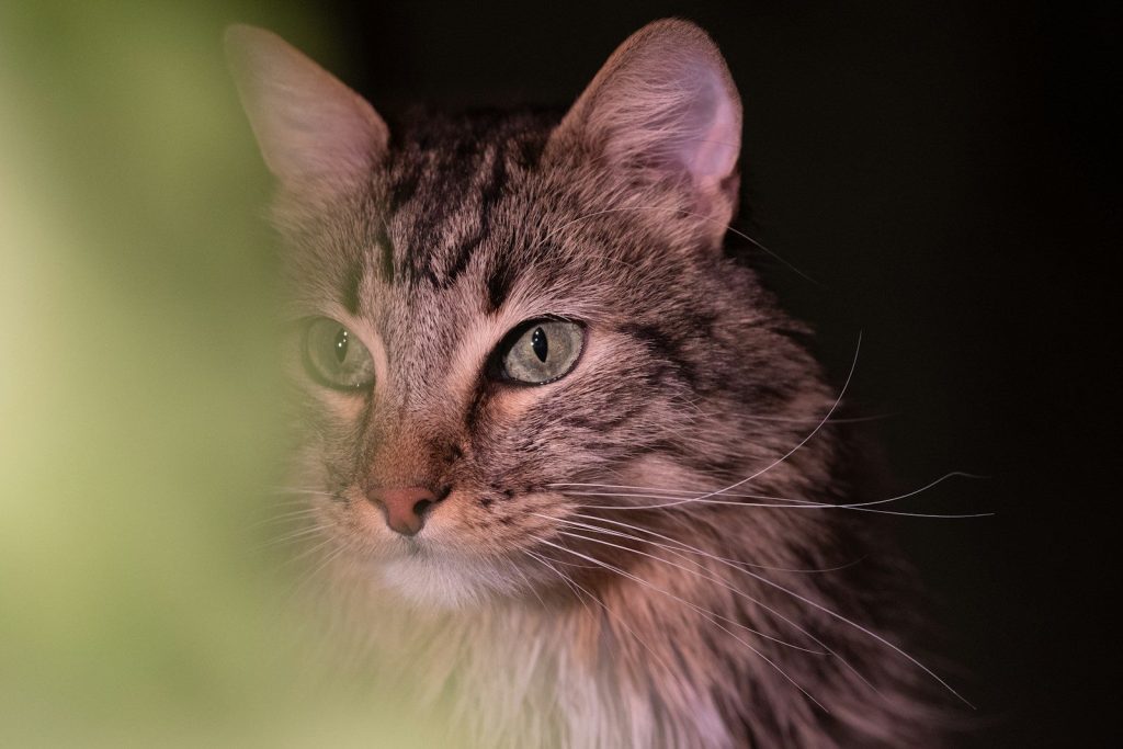 a close up of a cat with a blurry background
